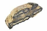 Mammoth Molar Slice With Case - South Carolina #99526-2